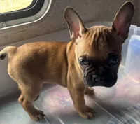 Tyrus, a male Frenchton for sale in Hayward, WI – Photo 2 of 4
