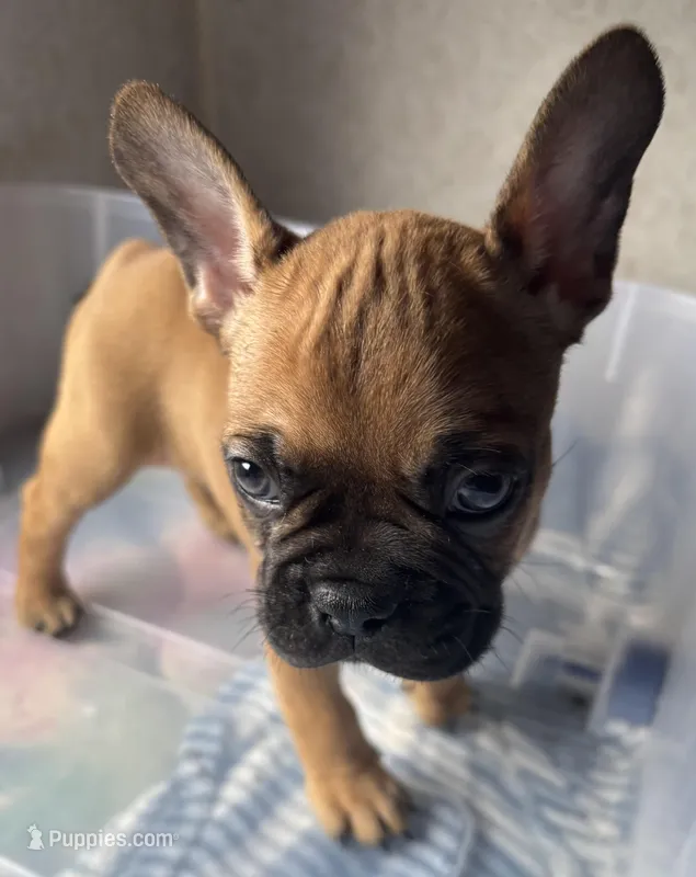 Tyrus – Frenchton puppy for sale in Hayward, WI