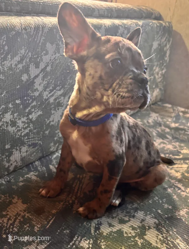 Marlo – Frenchton puppy for sale in Hayward, WI
