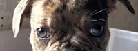 Marlo, a male Frenchton for sale in Hayward, WI – Photo 4 of 4