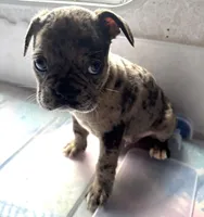 Marlo, a male Frenchton for sale in Hayward, WI – Photo 3 of 4