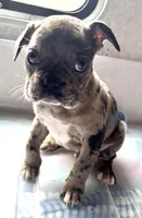 Marlo, a male Frenchton for sale in Hayward, WI – Photo 2 of 4