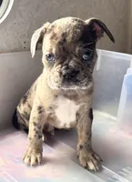 Marlo, a male Frenchton for sale in Hayward, WI – Photo 1 of 4