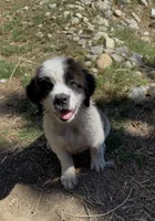 Bandit, a male Saint Bernard for sale in Lancaster, CA – 7 of 8