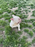 Simba, a male French Bulldog for sale in Lancaster, CA – 3 of 3