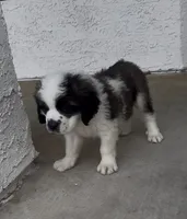 Bandit, a male Saint Bernard for sale in Lancaster, CA – 4 of 8