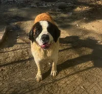 Bandit, a male Saint Bernard for sale in Lancaster, CA – 5 of 8