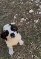 Bandit, a male Saint Bernard for sale in Lancaster, CA – 2 of 3