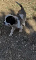 Bandit, a male Saint Bernard for sale in Lancaster, CA – 8 of 8