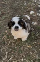 Bandit, a male Saint Bernard for sale in Lancaster, CA – 3 of 3
