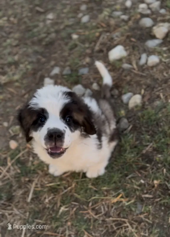 Bandit – Saint Bernard puppy for sale in Lancaster, CA