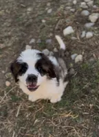 Bandit, a male Saint Bernard for sale in Lancaster, CA – 1 of 3