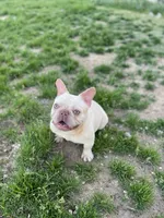 Simba, a male French Bulldog for sale in Lancaster, CA – 2 of 3