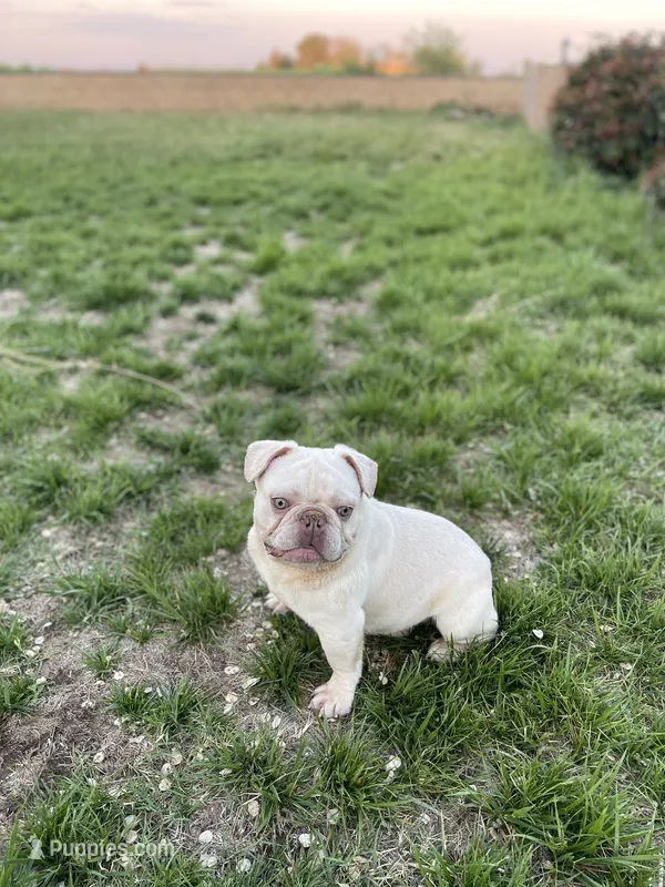 Simba – French Bulldog puppy for sale in Lancaster, CA