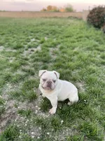 Simba, a male French Bulldog for sale in Lancaster, CA – 1 of 3
