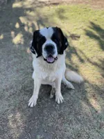 Bandit, a male Saint Bernard for sale in Lancaster, CA – 6 of 8