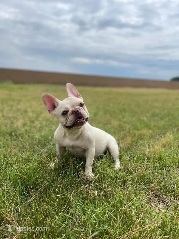 Cookie – French Bulldog puppy for sale in Lancaster, CA