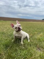 Cookie, a female French Bulldog for sale in Lancaster, CA – 1 of 1