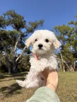 Maltipoo, a male Maltipoo and Maltese for sale in Port Charlotte, FL – Photo 2 of 4