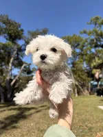 Maltipoo, a male Maltipoo and Maltese for sale in Port Charlotte, FL – Photo 3 of 4