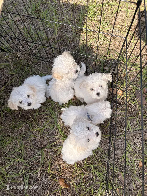 Maltipoo, a male Maltipoo and Maltese for sale in Port Charlotte, FL – Photo 1 of 4