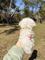 Balto, a male Maltipoo and Maltese for sale in Port Charlotte, FL – Photo 2 of 4