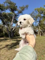 Balto, a male Maltipoo and Maltese for sale in Port Charlotte, FL – Photo 4 of 4
