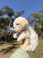 processed/44699a64-cece-4691-8bdc-be81c836a26d/listing/8ece267e-80fc-4963-98d3-631c87f9030d/4e4d09cb-333c-48b9-992c-146240eb36ec