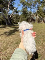 Bently, a male Maltipoo and Maltese for sale in Port Charlotte, FL – Photo 4 of 4