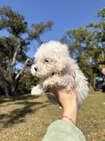 Bently, a male Maltipoo and Maltese for sale in Port Charlotte, FL – Photo 2 of 4