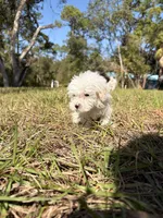 Bently, a male Maltipoo and Maltese for sale in Port Charlotte, FL – Photo 3 of 4