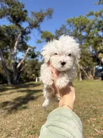 Bently, a male Maltipoo and Maltese for sale in Port Charlotte, FL – Photo 1 of 4