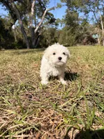 Borris, a male Maltipoo and Maltese for sale in Port Charlotte, FL – Photo 4 of 4