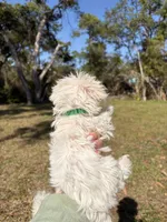 Borris, a male Maltipoo and Maltese for sale in Port Charlotte, FL – Photo 3 of 4