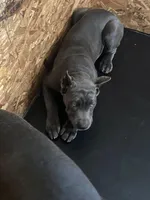 Lil Bits , a female Cane Corso for sale in Bowie, MD – Photo 2 of 3