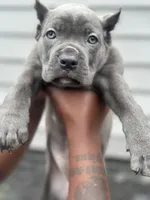 Lil Bits , a female Cane Corso for sale in Bowie, MD – Photo 3 of 3