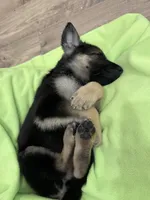 Koda, a female German Shepherd Dog for sale in Katy, TX – 8 of 8