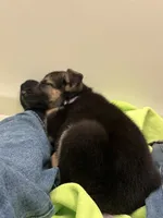 Koda, a female German Shepherd Dog for sale in Katy, TX – 5 of 8