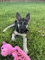 Koda, a female German Shepherd Dog for sale in Katy, TX – 1 of 8