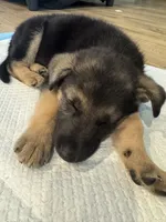 Koda, a female German Shepherd Dog for sale in Katy, TX – 7 of 8