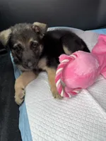 Koda, a female German Shepherd Dog for sale in Katy, TX – 6 of 8