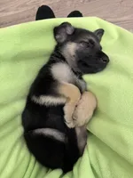 Koda, a female German Shepherd Dog for sale in Katy, TX – 4 of 8