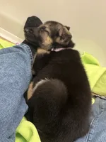 Koda, a female German Shepherd Dog for sale in Katy, TX – 3 of 8