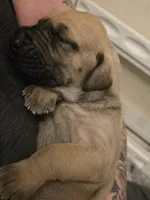 Fawn, a female Great Dane for sale in Fort Lauderdale, FL – Photo 3 of 4