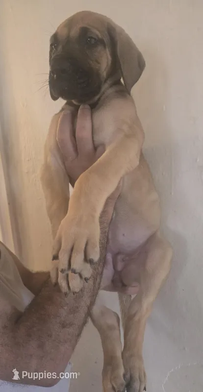 Fawn – Great Dane puppy for sale in Fort Lauderdale, FL