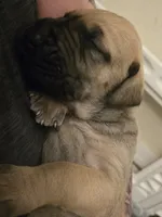 Fawn, a female Great Dane for sale in Fort Lauderdale, FL – Photo 4 of 4