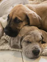 Fawn, a female Great Dane for sale in Fort Lauderdale, FL – Photo 2 of 4