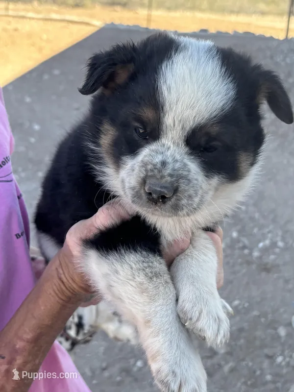 Boy 3 – Australian Cattle Dog puppy for sale in Tombstone, AZ