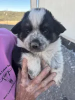 Boy 1, a male Australian Cattle Dog for sale in Tombstone, AZ – Photo 1 of 2