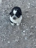 Boy 1, a male Australian Cattle Dog for sale in Tombstone, AZ – Photo 2 of 2